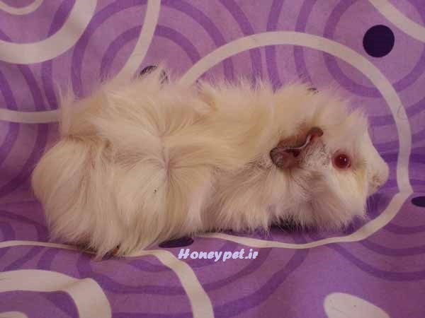 خوکچه هندی مو بلند سفید