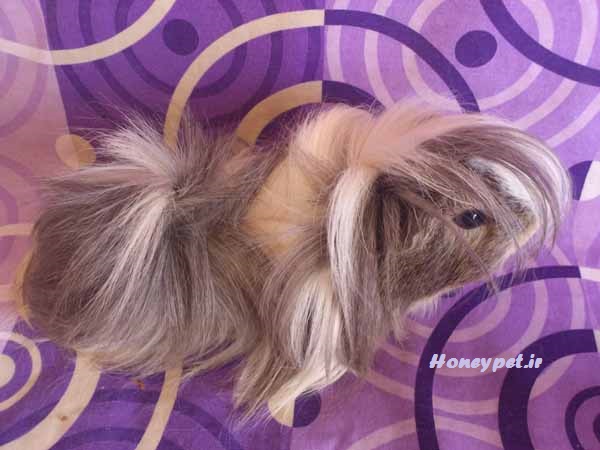 خوکچه هندی مو بلند سفید-طوسی کد2