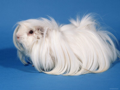 خوکچه هندی مو بلند سفید
