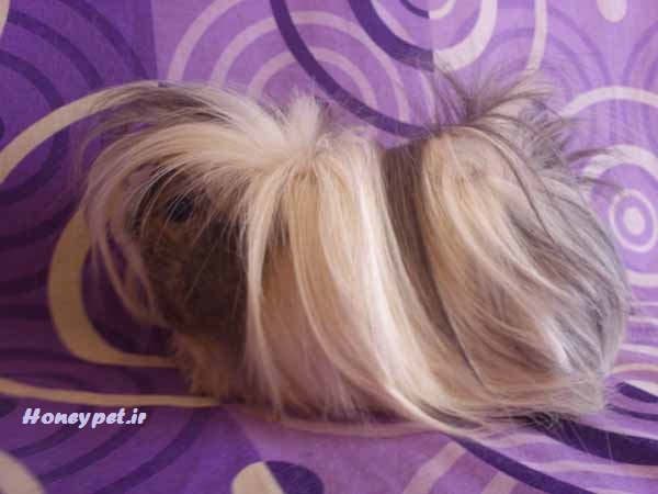 خوکچه هندی مو بلند سفید-طوسی کد2