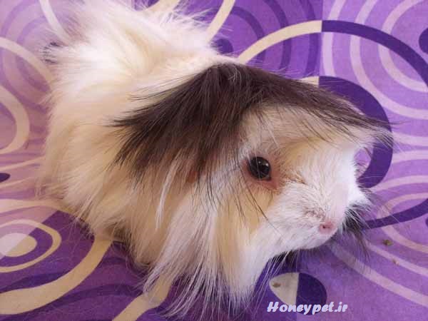 خوکچه هندی مو بلند - سفید مشکی