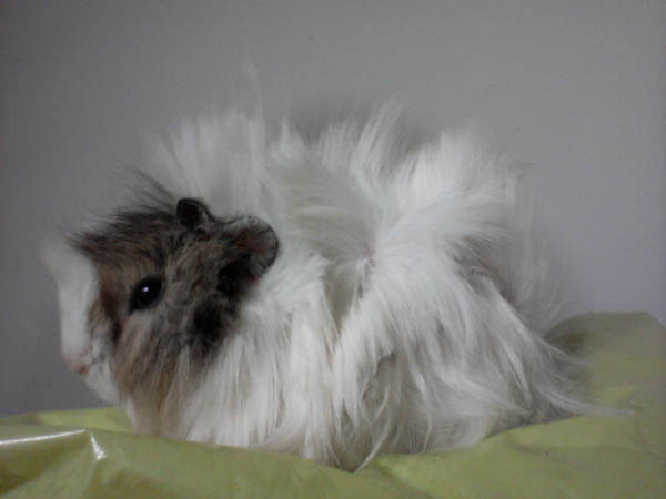 خوکچه هندی مو بلند - سفید خاکستری کد 1
