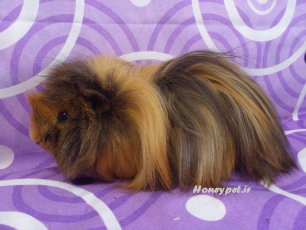 خوکچه هندی مو بلند-قهوه ای تیره و روشن