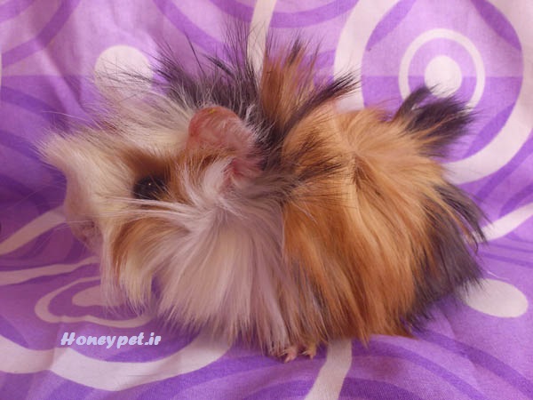 خوکچه هندی مو بلند 3 رنگ کد2